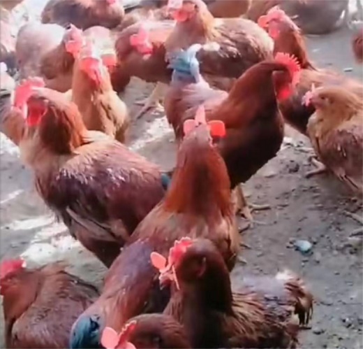 長(zhǎng)春紅玉公雞苗質(zhì)量好效益好易飼養(yǎng)價(jià)格合理