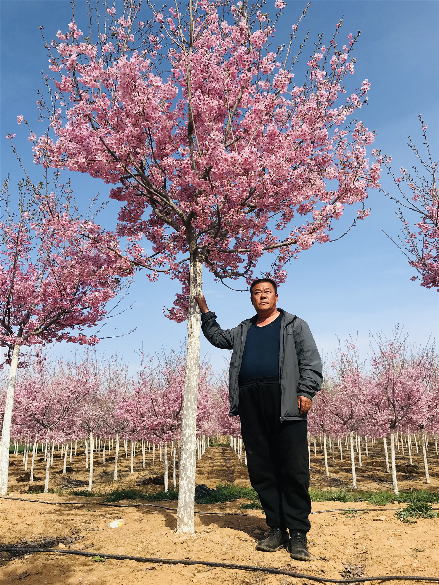 成都陽光櫻8-12公分大型種植基地預(yù)售熱線、成都陽光櫻批發(fā)價(jià)格【青島晴海生態(tài)觀光園】