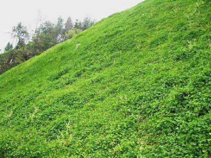 護坡草坪種子草坪種子草坪種子生產(chǎn)廠家 護坡草坪種子廠家報價
