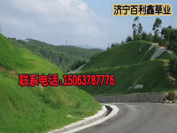 護坡草坪種子草坪種子草坪種子生產(chǎn)廠家 護坡草坪種子廠家報價