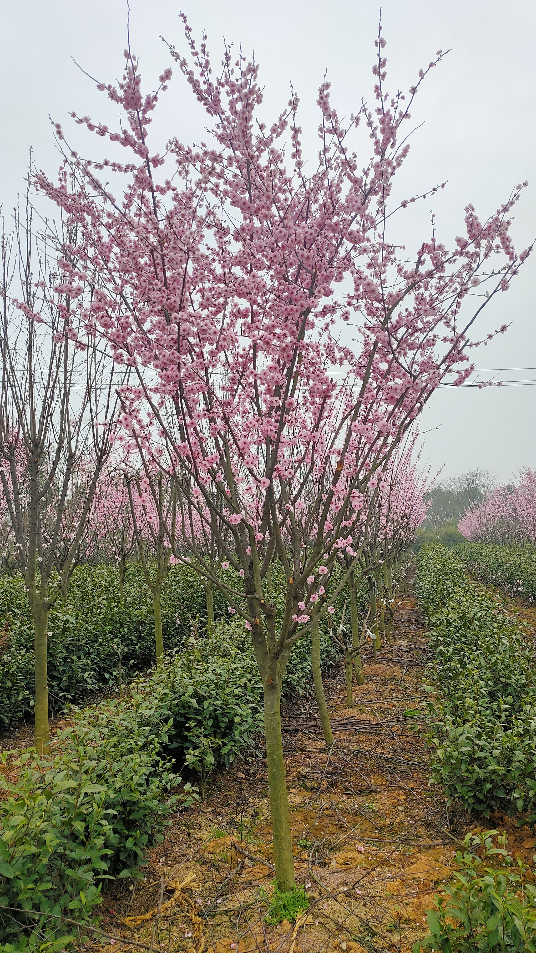 紅梅樹(shù)基地  浙江紅梅樹(shù)批發(fā)