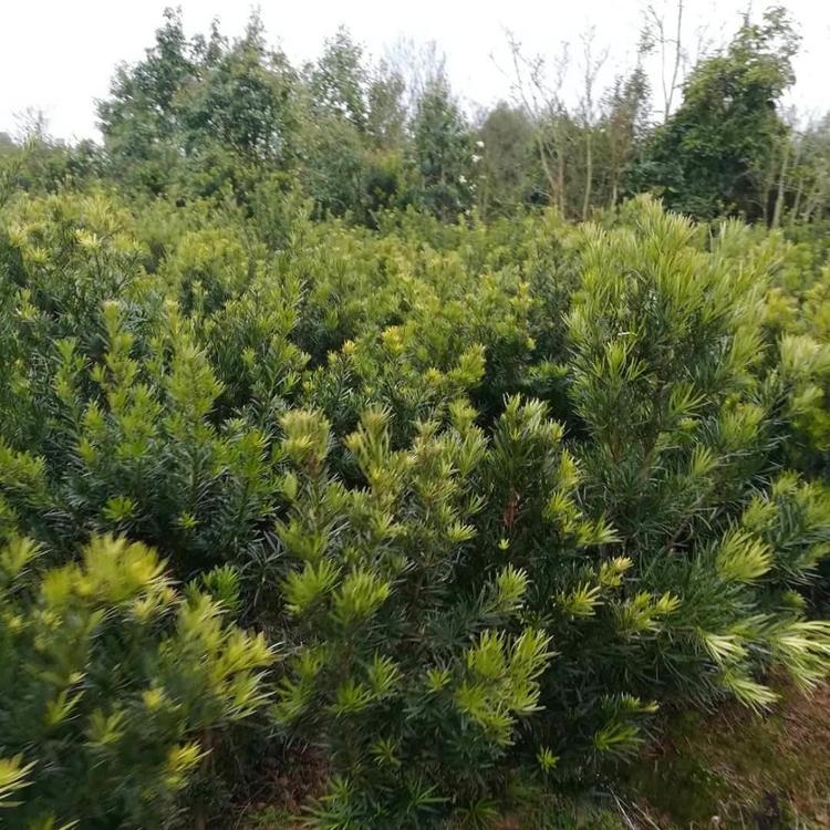 2到4公分羅漢松報價  2到4公分羅漢松哪里好