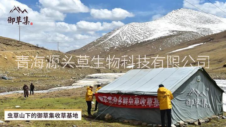 2021年高海拔產(chǎn)區(qū)鮮冬蟲夏草（鮮草）開始預(yù)售啦