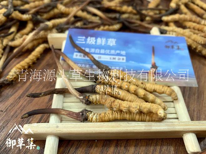 2021年高海拔產(chǎn)區(qū)鮮冬蟲夏草（鮮草）開始預(yù)售啦