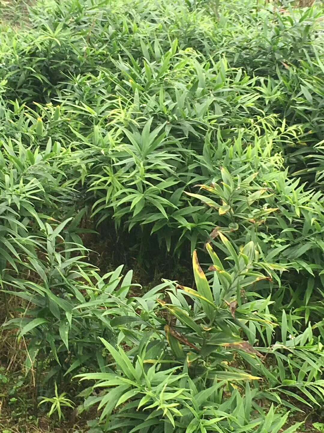 藥種植，黃精種苗1毛/株