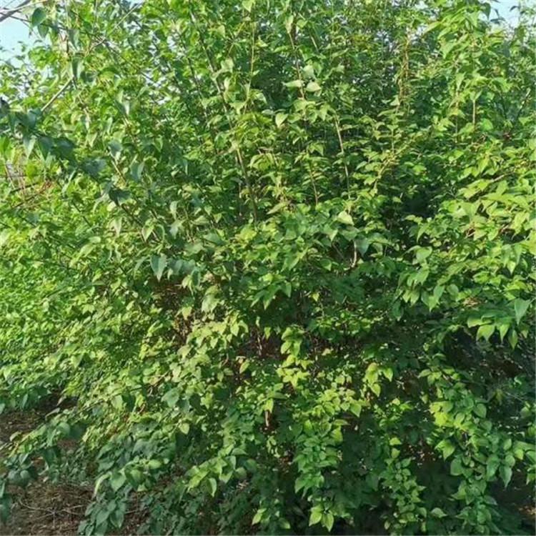 保定大堆暴馬丁香批發(fā)-價(jià)格-咨詢電話-哪家便宜