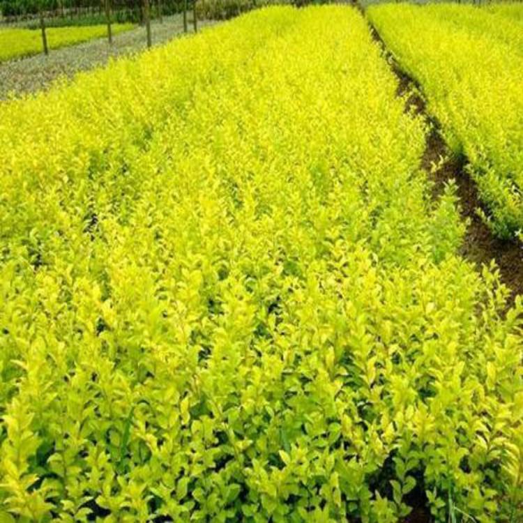 定州金葉女貞基地-苗圃-價格