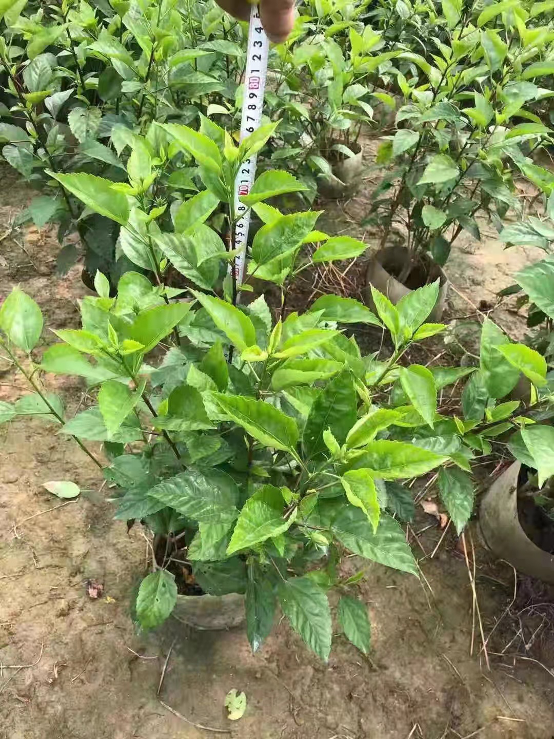 廣東大紅花供應(yīng)*高70到1.2米，冠50以上