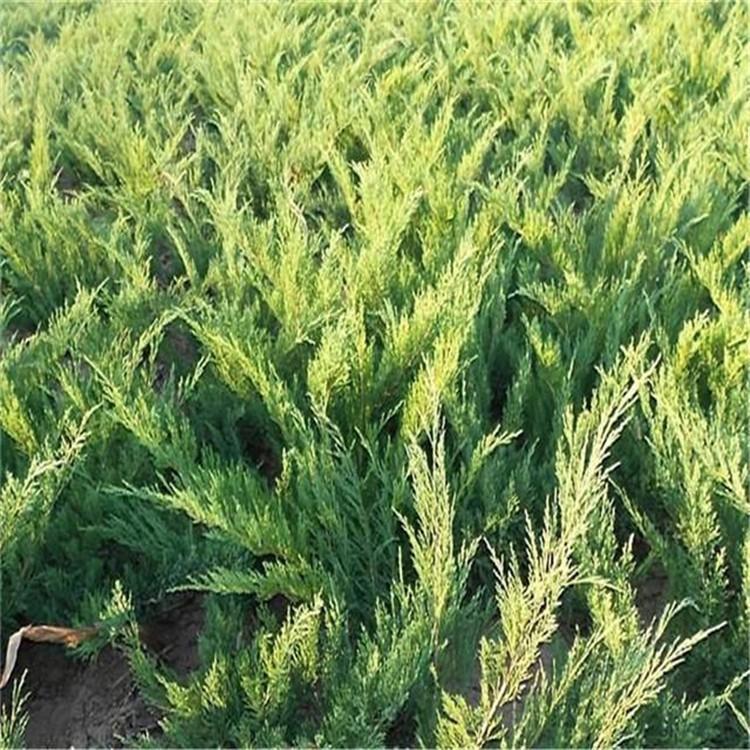 保定沙地柏苗圃批發(fā)-基地-哪家好