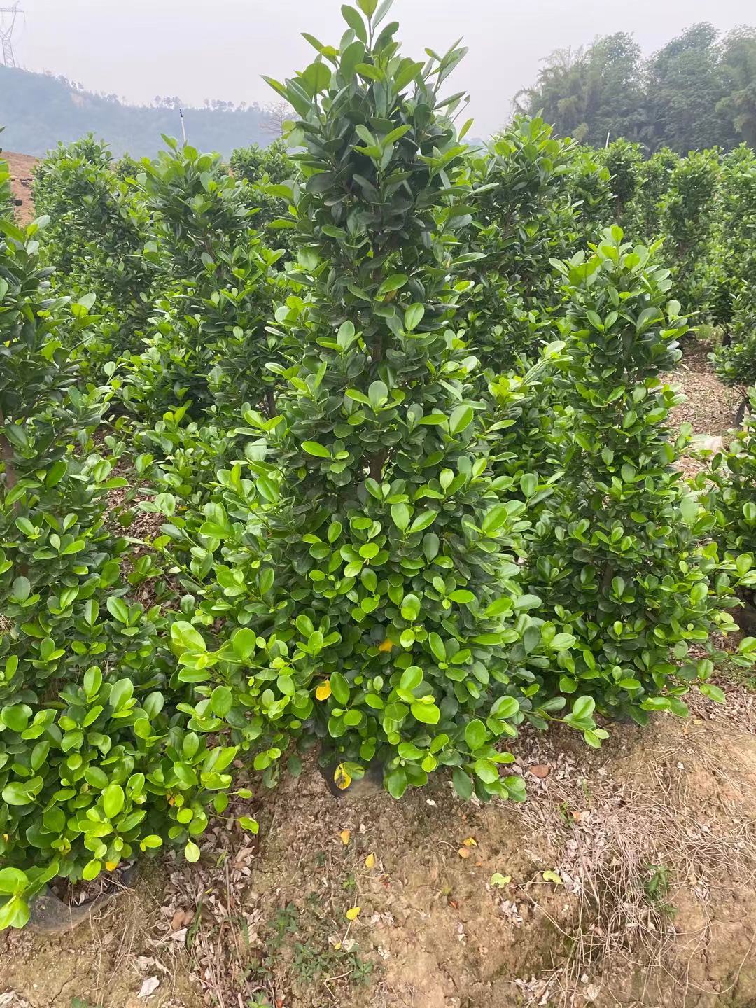 廣東火山榕大量銷售*火山榕價格 火山榕基地