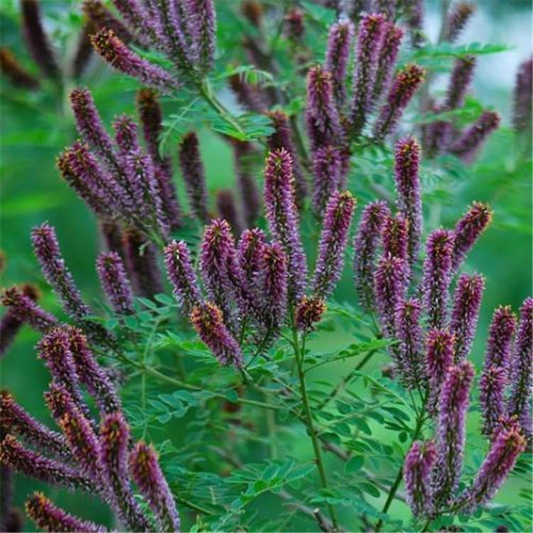 河北紫穗槐批發(fā)-種植基地-價格-哪家好
