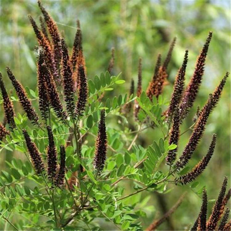 河北紫穗槐批發(fā)-種植基地-價格-哪家好
