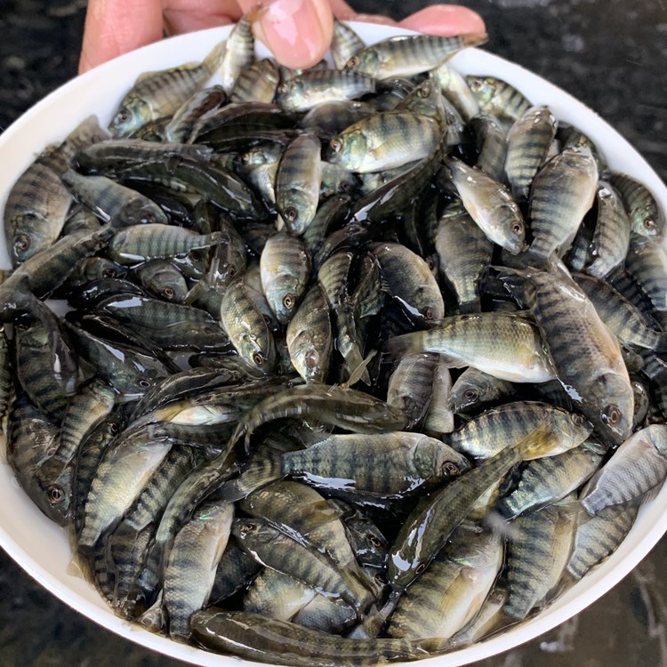 供應羅非魚苗仔水花苗批發(fā)【1-6公分魚苗價格】