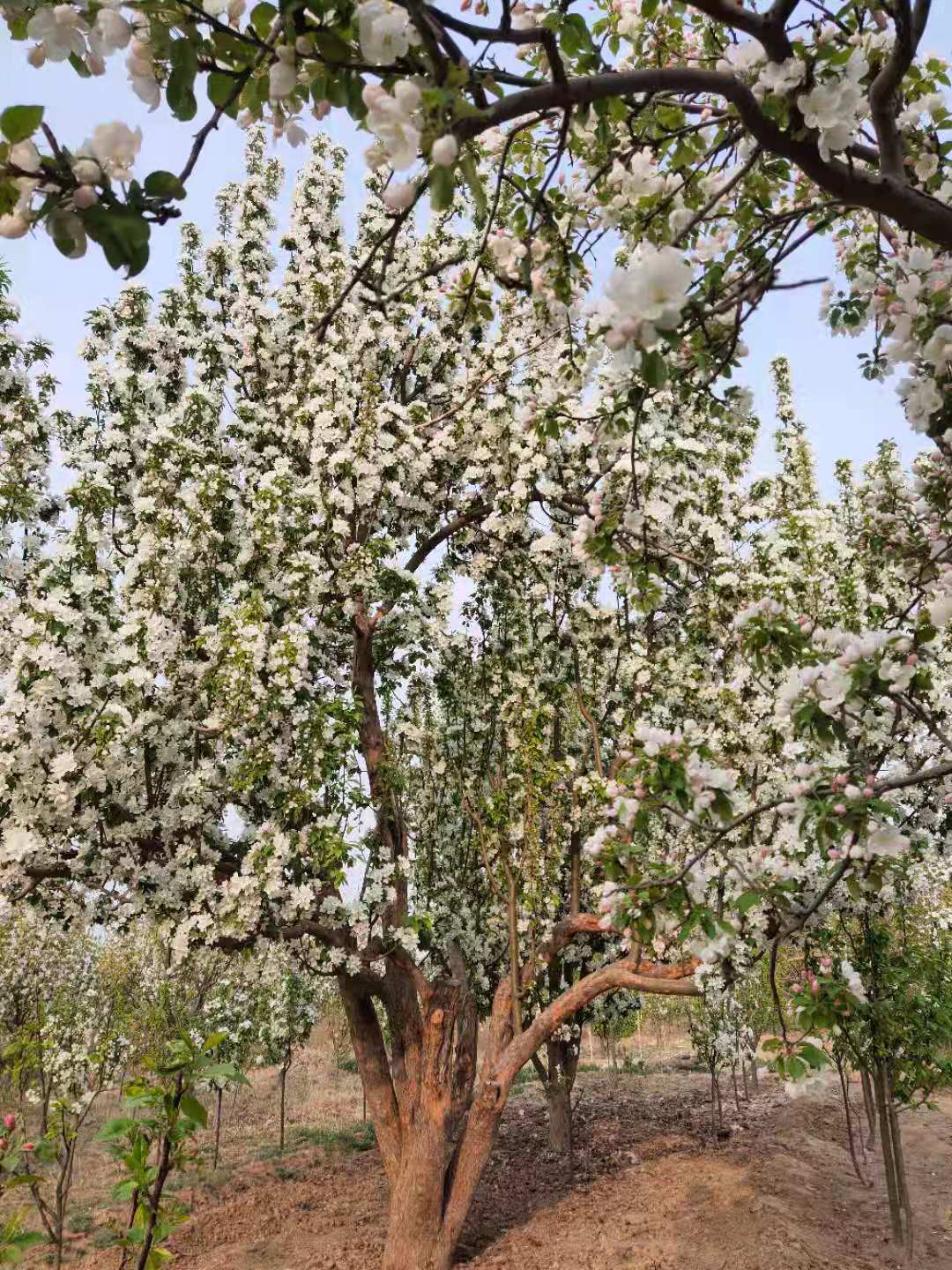 造型八棱海棠苗木,8公分八棱海棠價(jià)格,八棱海棠果批發(fā),培育種植基地,懷來