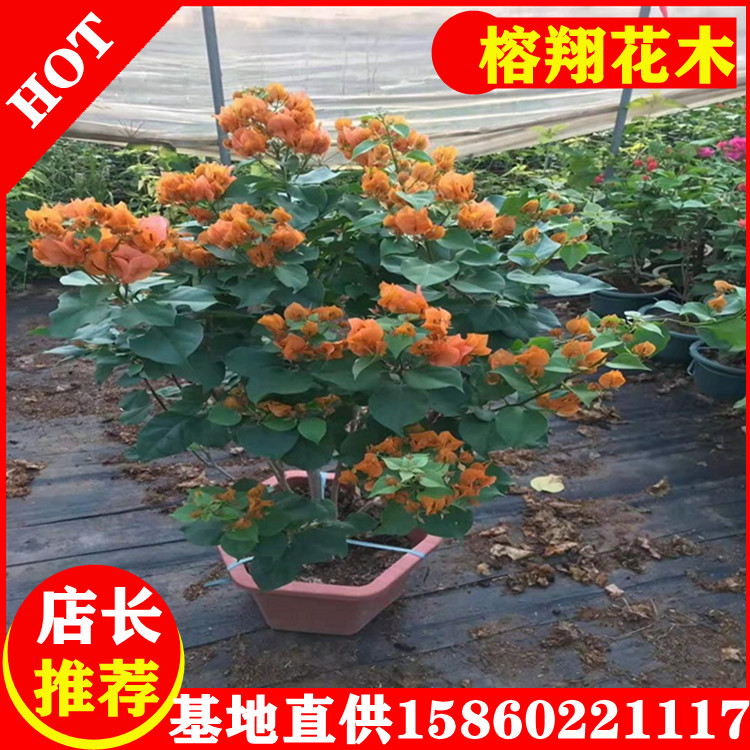 三角梅中盆粉色紅色各類顏色規(guī)格齊全