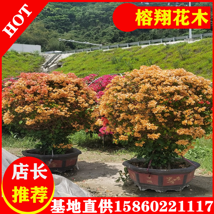多色三角梅大盆苗基地批發(fā)貨源好500起