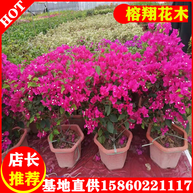 三角梅中盆粉色紅色各類顏色規(guī)格齊全