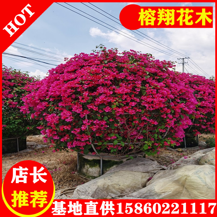 三角梅球形大盆苗三角梅基地規(guī)格齊全1200起
