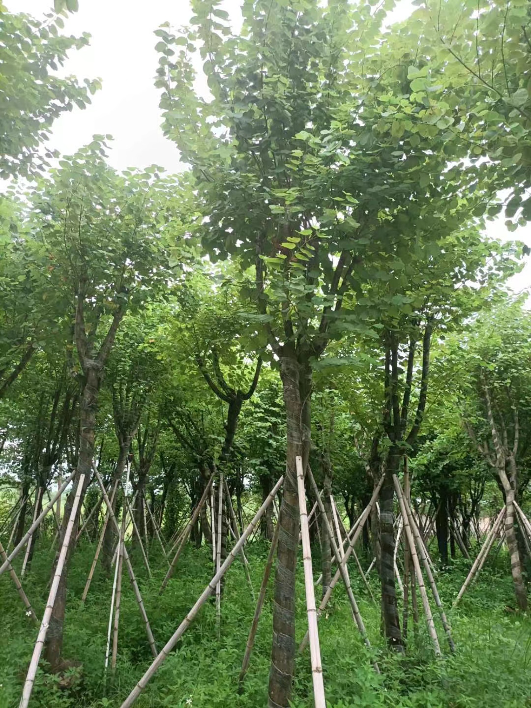 廣東宮粉紫荊基地批發(fā)-價(jià)格-供應(yīng)商