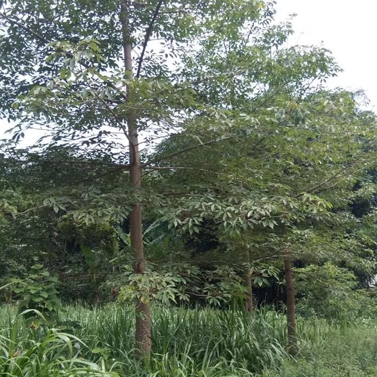 木棉樹批發(fā) 木棉花地苗 本地木棉現(xiàn)挖現(xiàn)發(fā) 廣東本地木棉