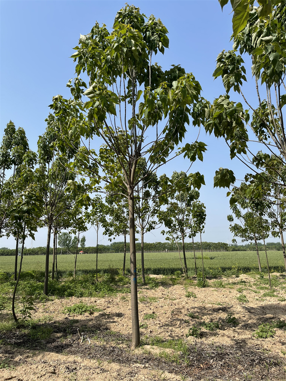 河南批發(fā)楸樹樹苗基地_綠楸苗木梓樹小苗價格 綠化楸樹