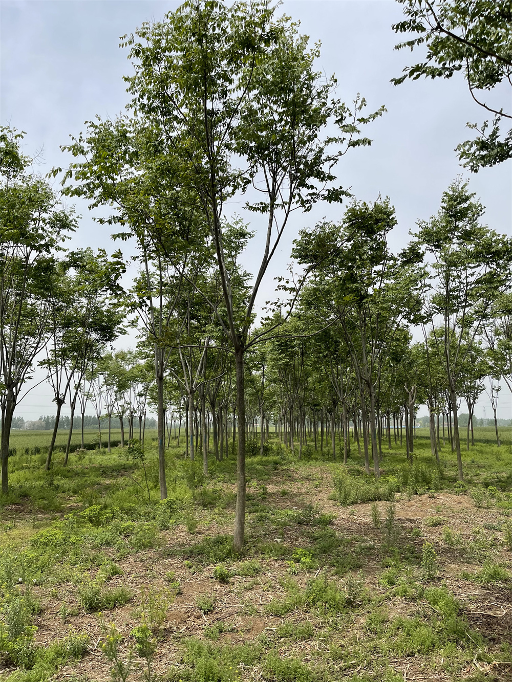 周口欒樹種植基地