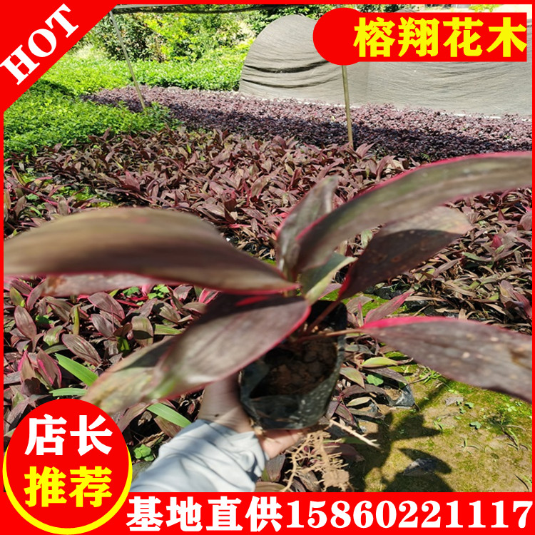 亮葉朱焦1袋苗批發(fā)市政園林工程用苗自家苗木