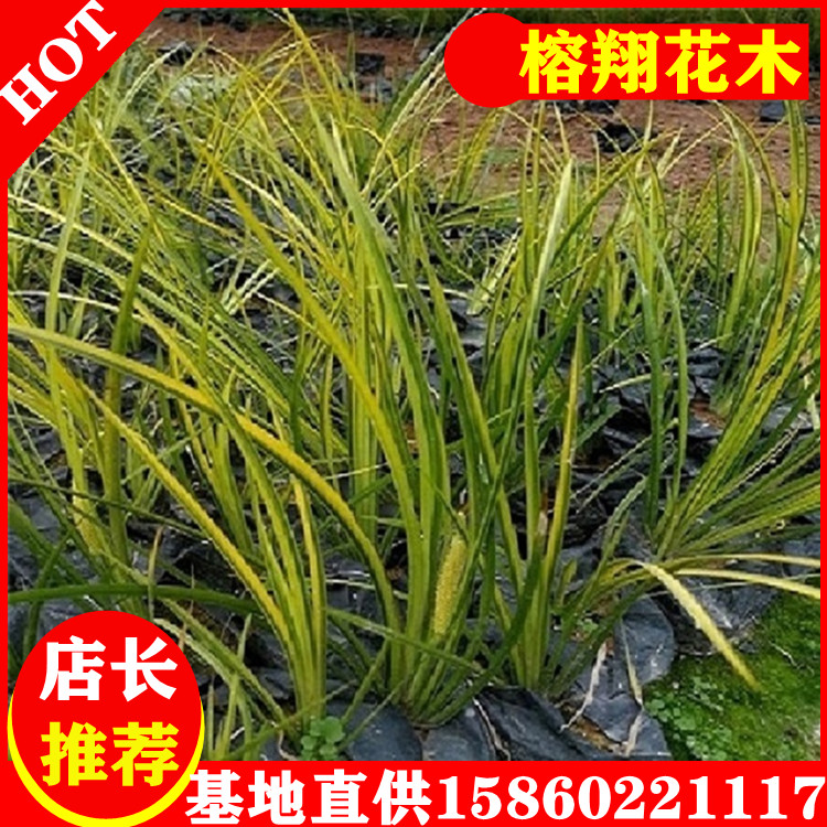 金葉石菖蒲2基地批發(fā)水生植物觀賞草品種規(guī)格齊全