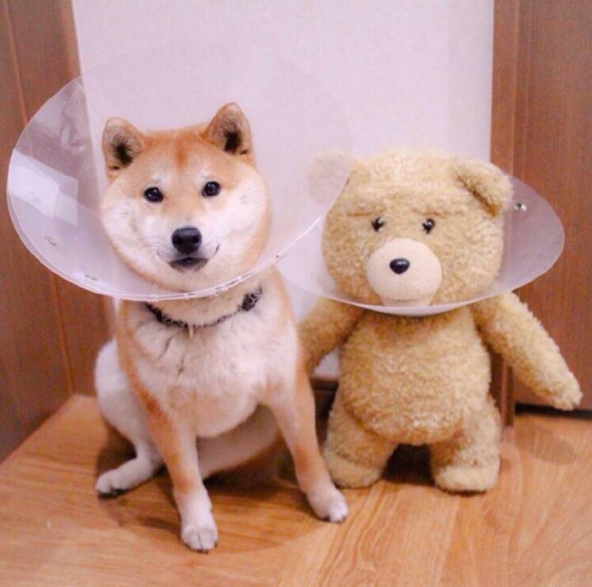 寵物飼養(yǎng)經(jīng)驗(yàn)，柴犬拉稀可以喂水嗎