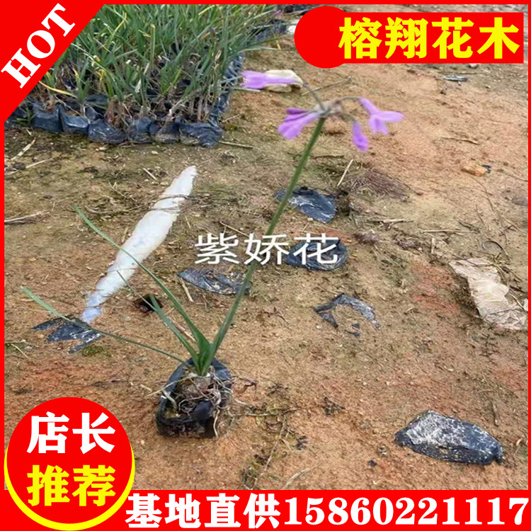 紫嬌花25-35價錢0.55自家種植大量供應移植袋苗