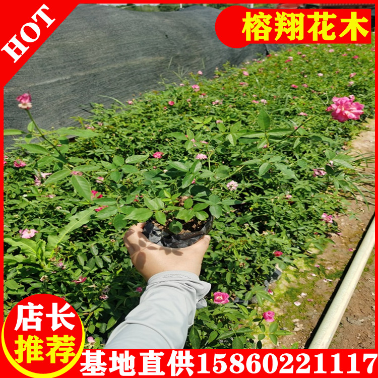 豐花月季小苗工程月季苗基地大量供應種類多樣規(guī)格齊全大量批發(fā)