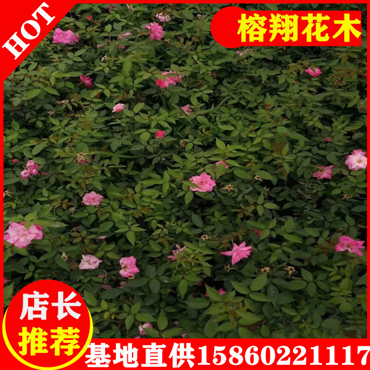 豐花月季小苗工程月季苗基地大量供應種類多樣規(guī)格齊全大量批發(fā)
