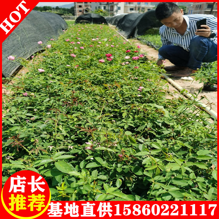 豐花月季小苗工程月季苗基地大量供應種類多樣規(guī)格齊全大量批發(fā)