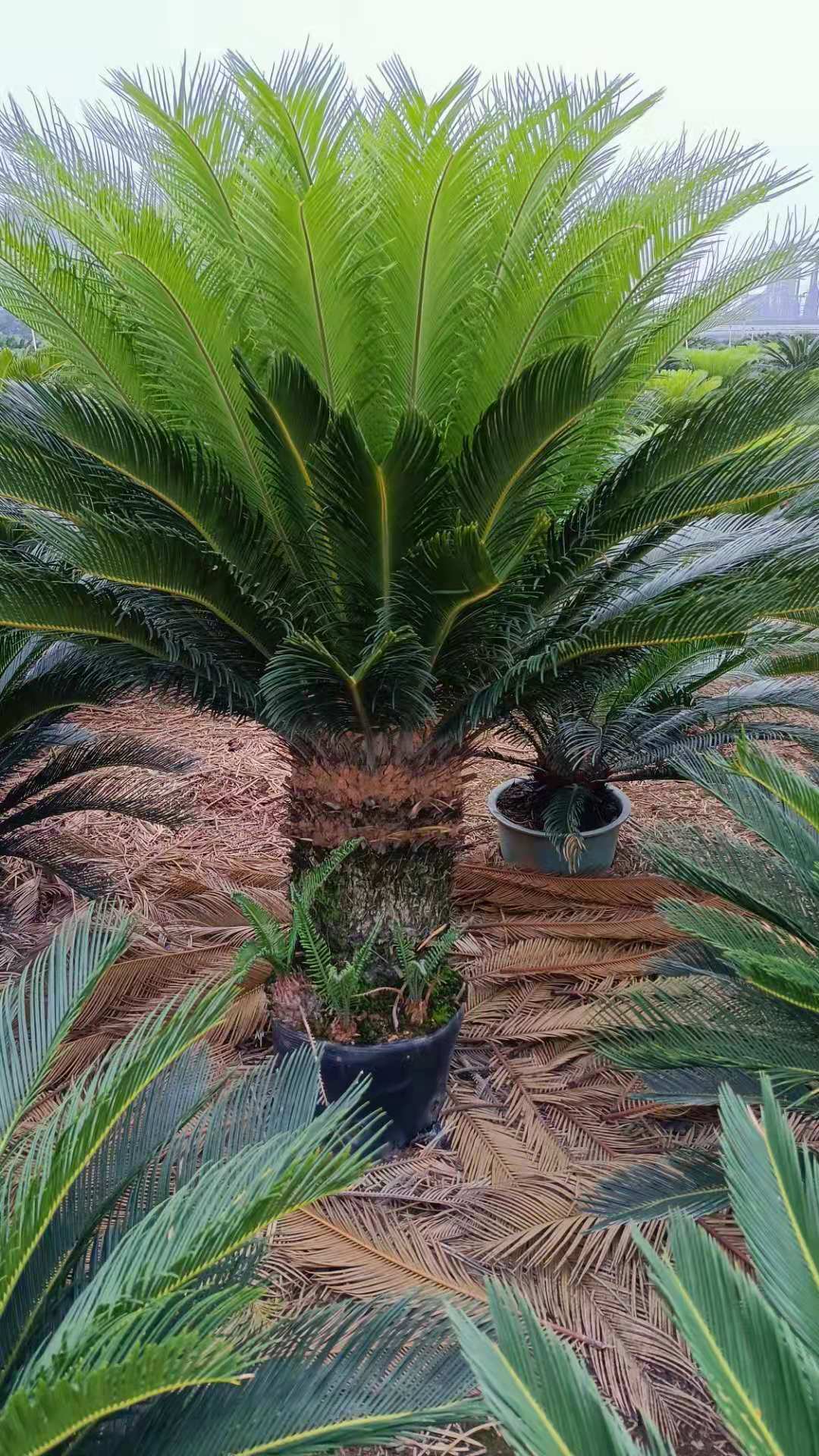 庭院 鐵樹價格 鐵樹苗盆栽 鐵樹小苗批發(fā) 蘇鐵盆栽苗 鐵樹小盆景 鐵樹大苗