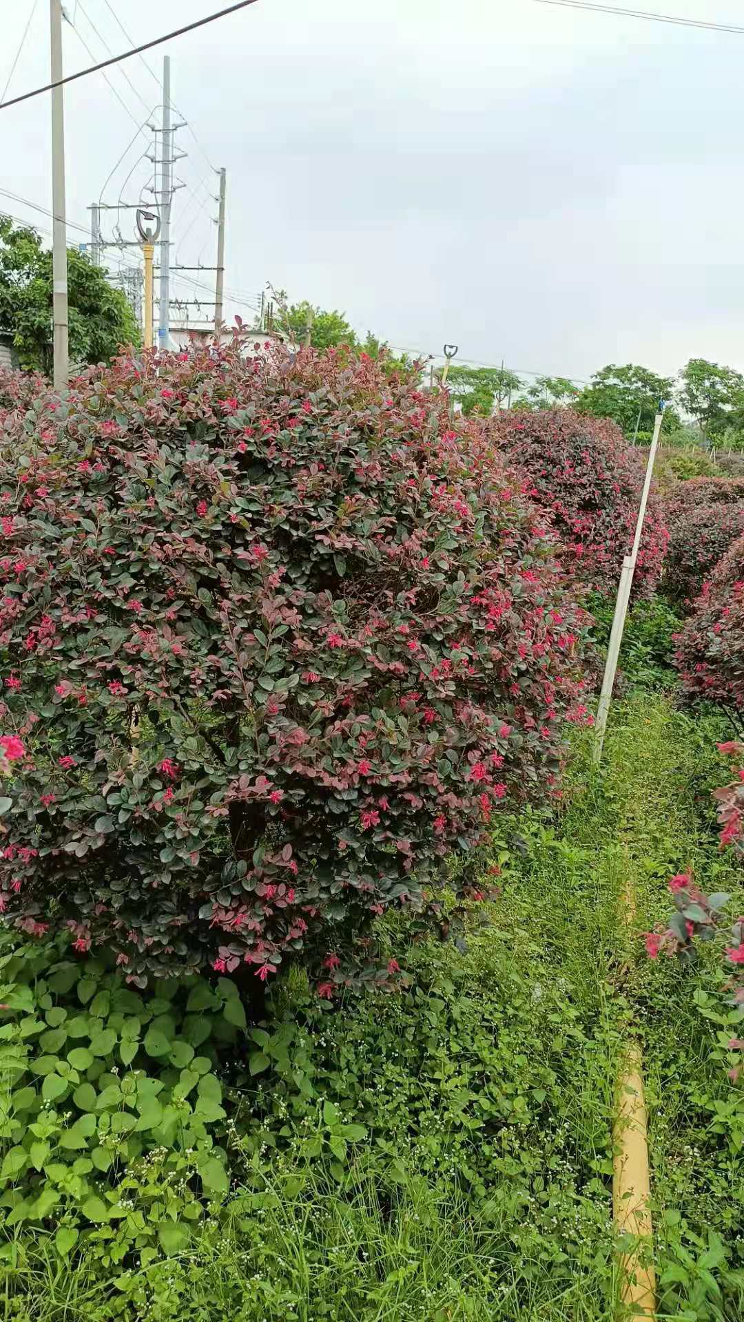 基地直銷紅繼木 紅繼木批發(fā) 綠化工程苗 紅繼木基地批發(fā)