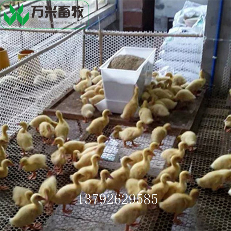 種鴨料箱 肉鴨料箱廠家 新型鴨料箱