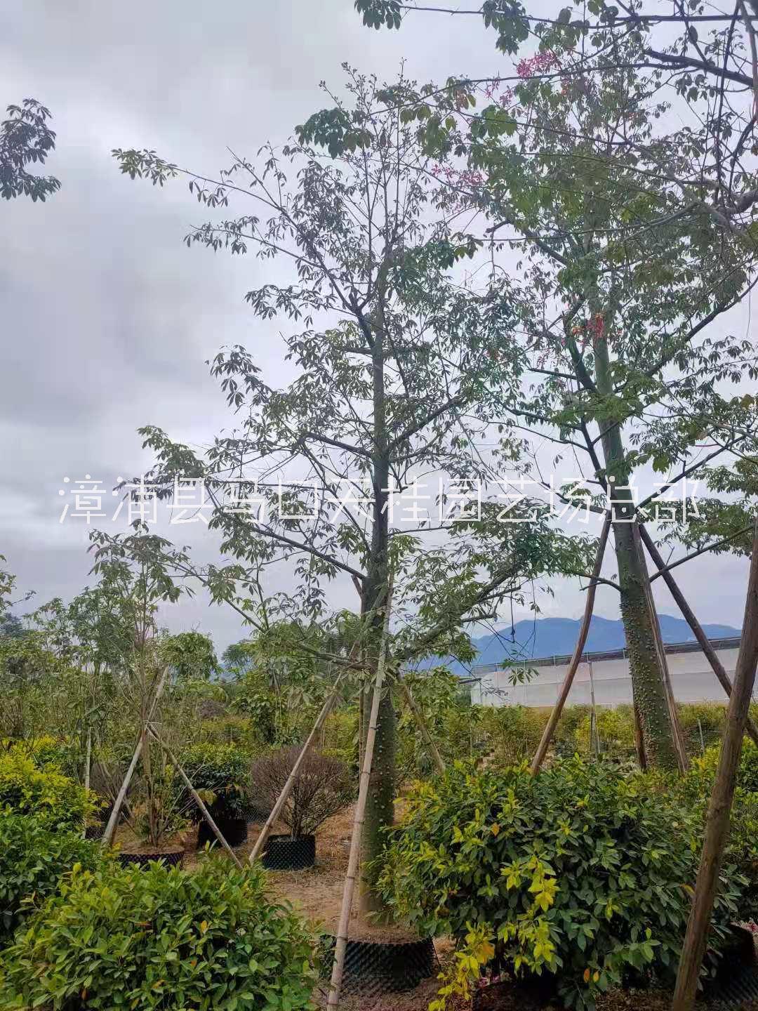 福建大腹木棉基地批發(fā) 美麗異木棉價格 美人樹地苗大腹木棉移栽苗