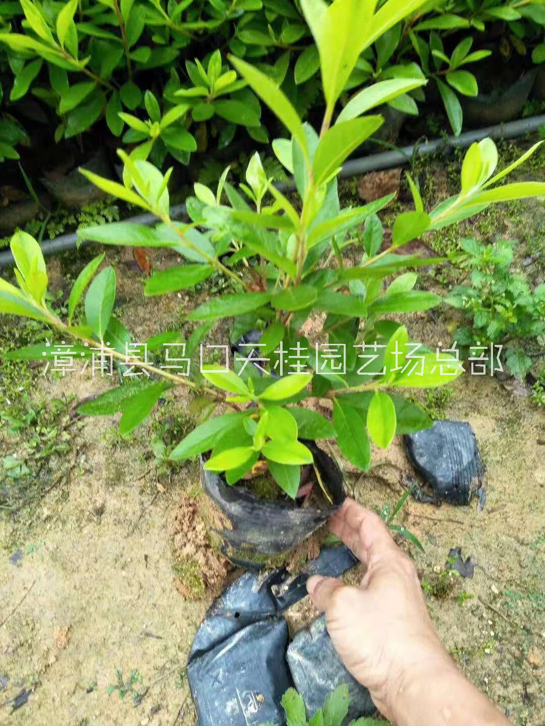 基地直銷常綠灌木毛杜鵑 綠化工程供應(yīng) 毛杜鵑大量批發(fā)