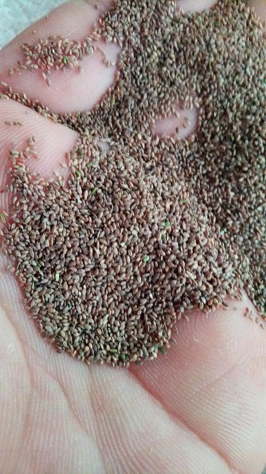 廣西狗牙根種子邊坡綠化護坡廣西狗牙根種子邊坡綠化護坡狗牙根種子百慕大草坪草籽