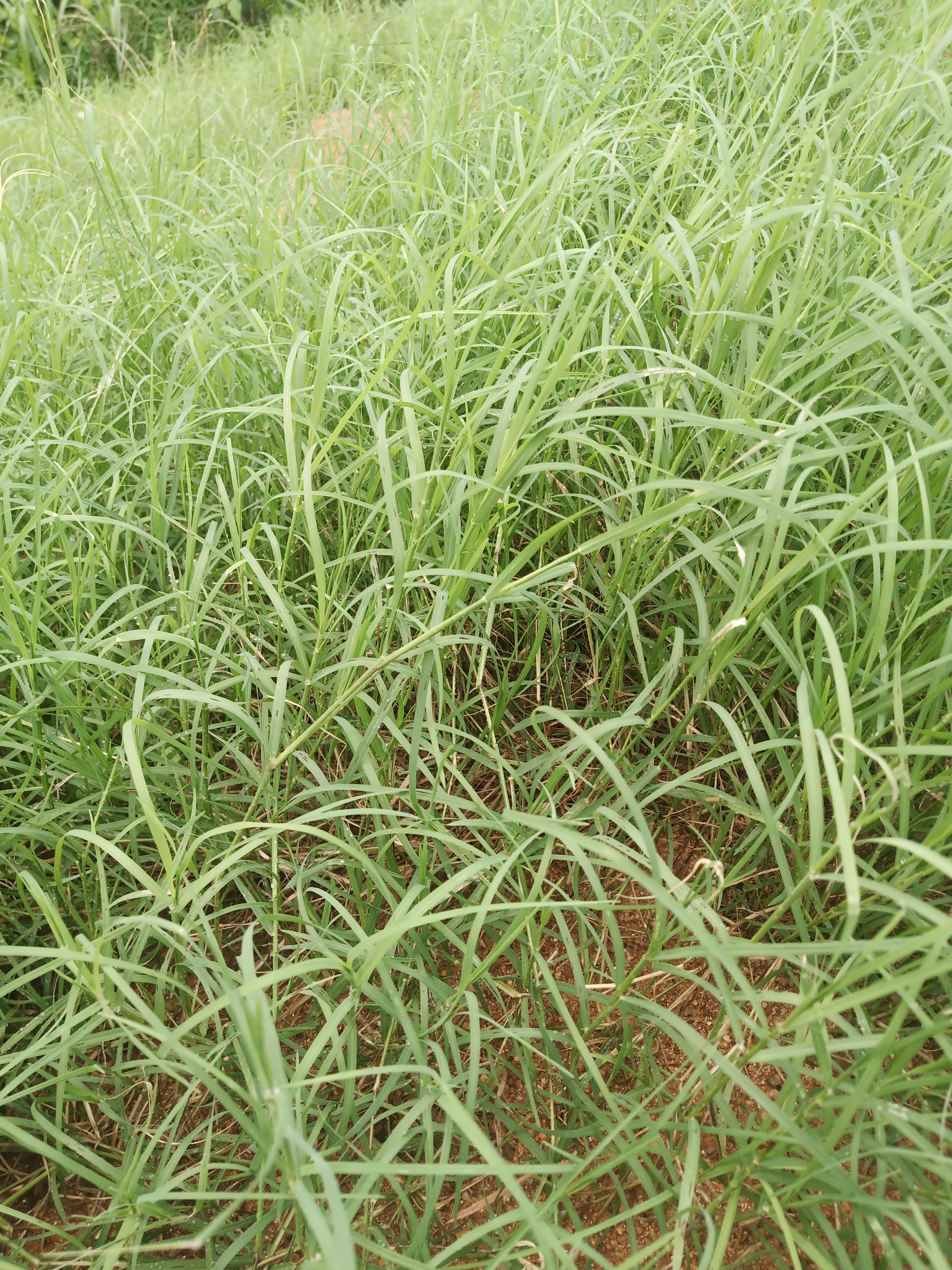 廣西狗牙根種子邊坡綠化護坡廣西狗牙根種子邊坡綠化護坡狗牙根種子百慕大草坪草籽