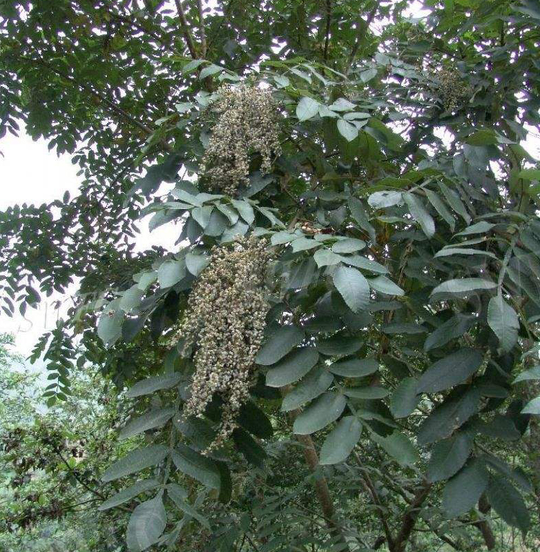 廣西南寧景龍生態(tài)大量批發(fā)鹽膚木種子 灌木種子