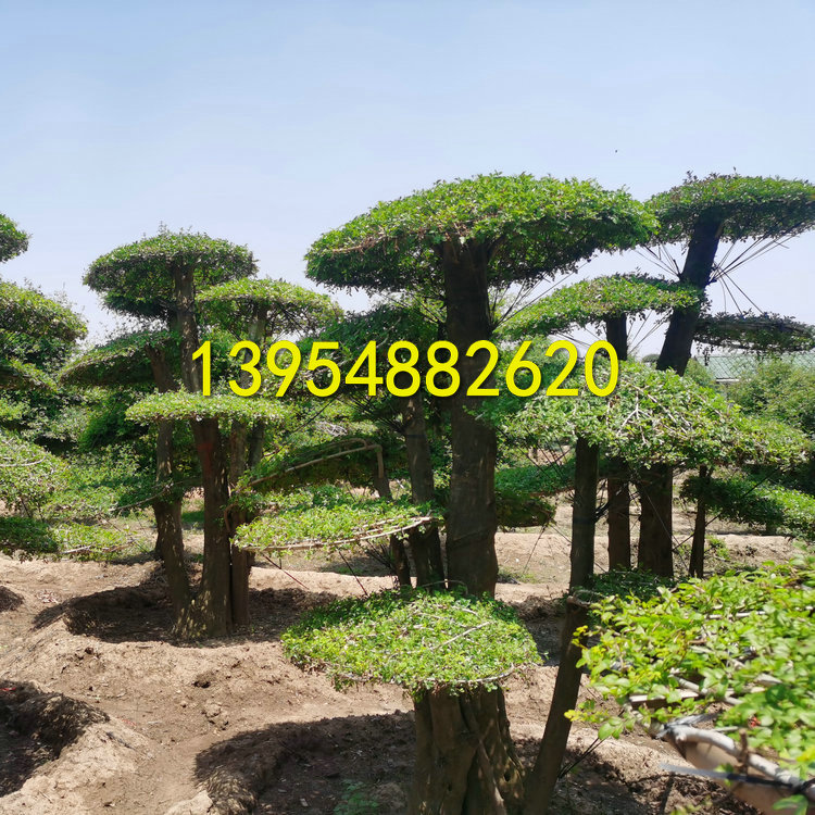 泰安対節(jié)白蠟，造型対節(jié)白蠟