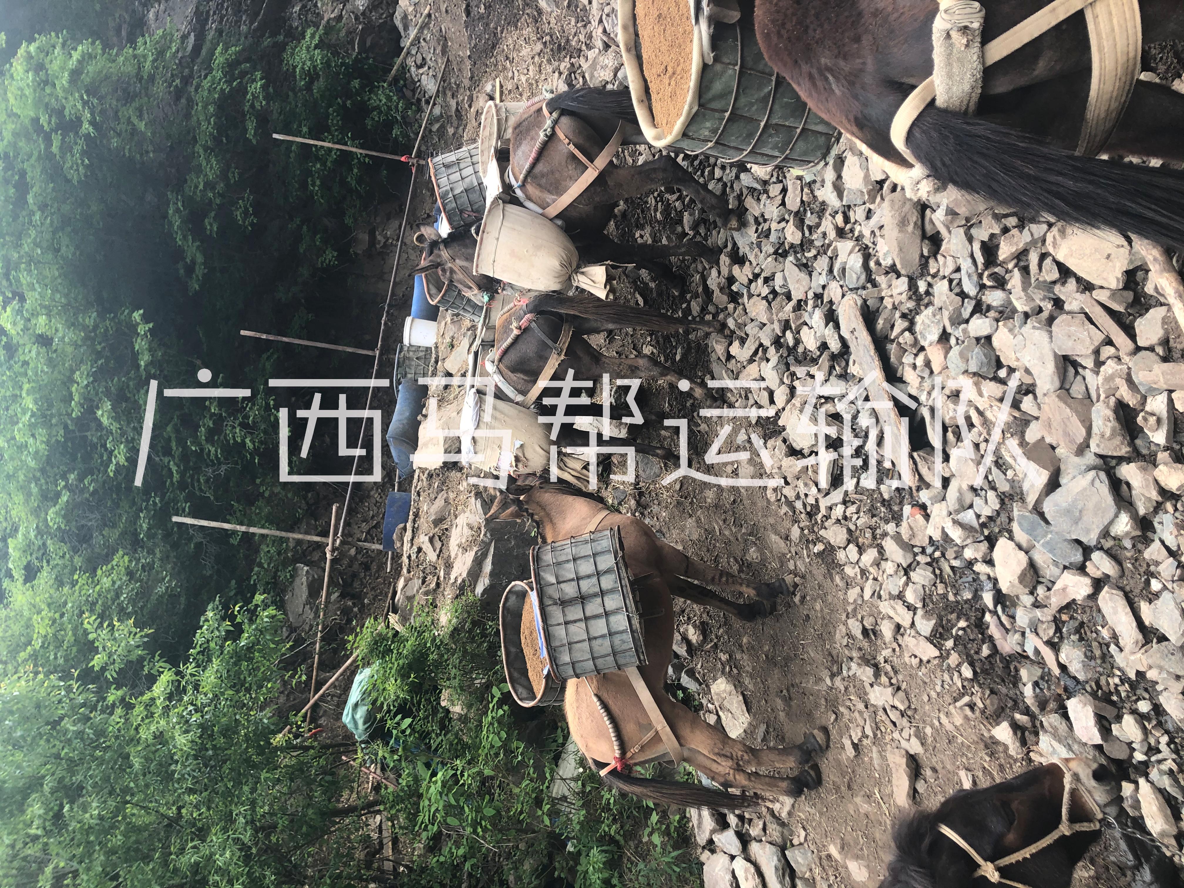 馬幫運(yùn)輸隊電話多少