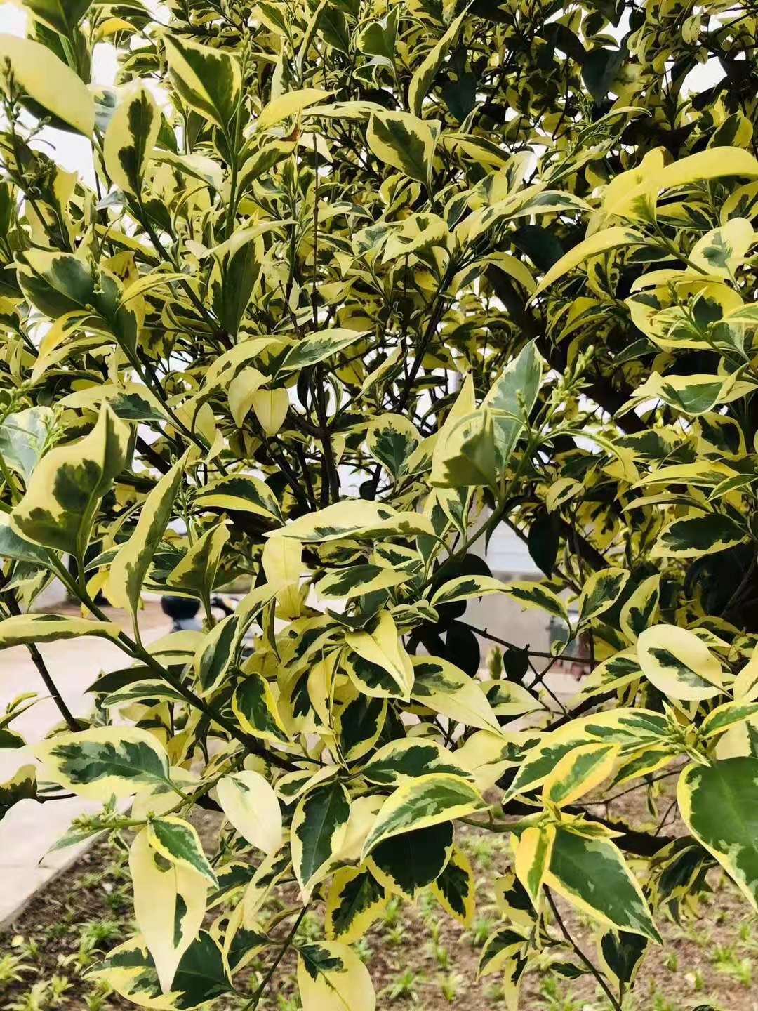輝煌女貞種植基地  花境設計 干5一7公分1米2分枝-南陽龍記苗木供應