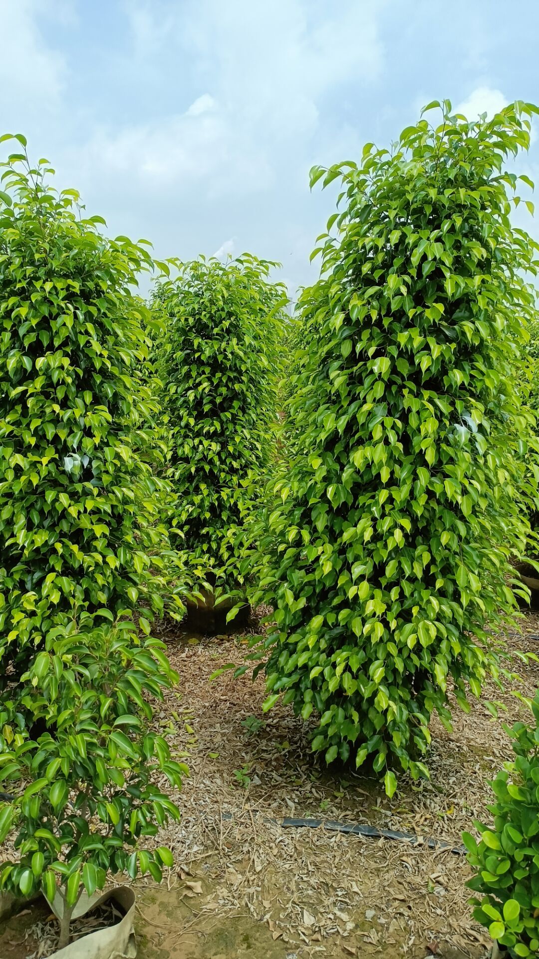 垂榕 垂葉榕 垂葉榕 綠化苗木 綠化苗木批發(fā)