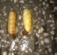 如何消滅白蟻效果好？滅蟑螂需要多少錢？