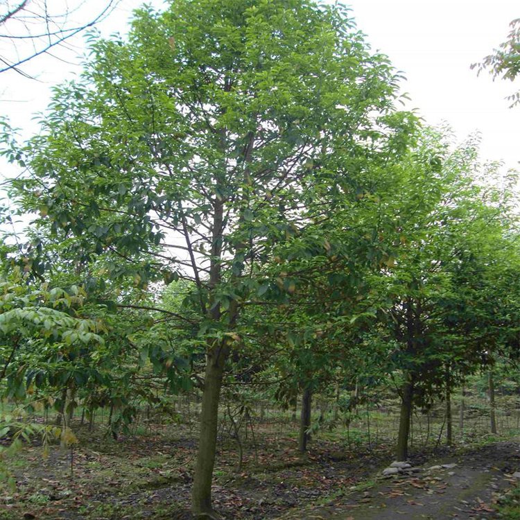 湖南批發(fā)金邊七里香樂昌含笑基地