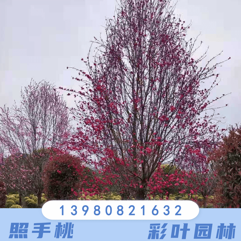 貴州貴陽(yáng)照手桃樹(shù)種植基地銷售批發(fā)價(jià)格 高存活率