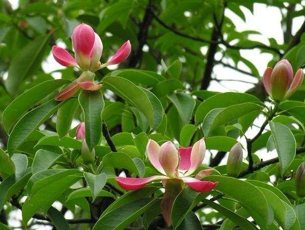 江蘇大量批發(fā)紅花木蓮基地_紅色木蓮種植基地直銷價格