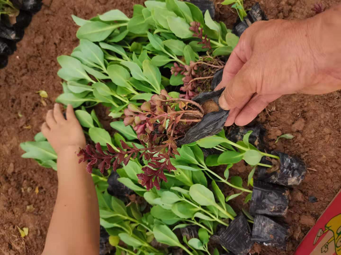 走進(jìn)這個(gè)行業(yè)，紅景天價(jià)格 紅景天種植基地出售電話-青州市沐輝園藝有限公司